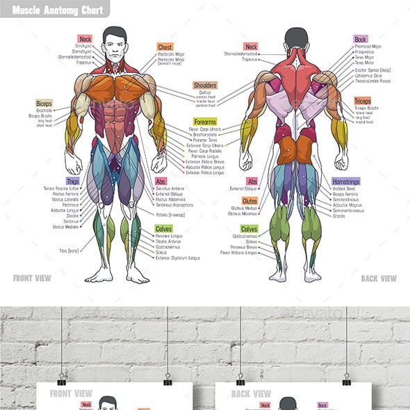 Muscle Anatomy Сhart